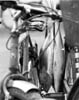fish on bike
