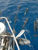 many dolphins