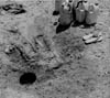 oasis water hole