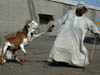 pulling a sheep BEST