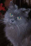 Er Gatto.jpg (34191 bytes)