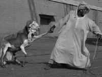 pulling a sheep web.jpg (80045 bytes)